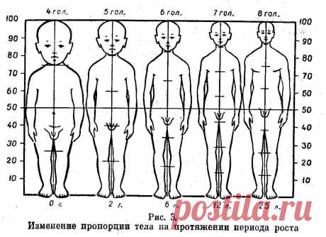 соотношение головы к туловищу в куклах: 2 тыс изображений найдено в Яндекс Картинках