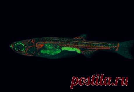 «Эти маленькие полосатики помогут совершить множество медицинских открытий». Хотя данио-рерио – лишь крошечные рыбки, у них много общего с людьми.