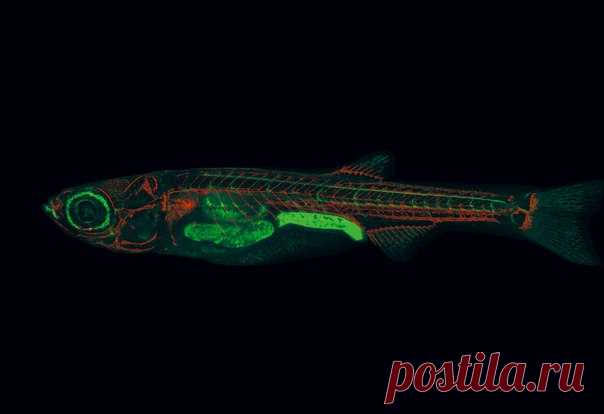 «Эти маленькие полосатики помогут совершить множество медицинских открытий». Хотя данио-рерио – лишь крошечные рыбки, у них много общего с людьми.