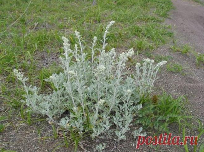 Незаменимое средство для избавления от паразитов В питании южных народов не случайно превалируют жгучие пряности и горечи: они предохраняют от заражения паразитами, которых особенно много в условиях тёплого климата.
У русских тоже было принято добав...