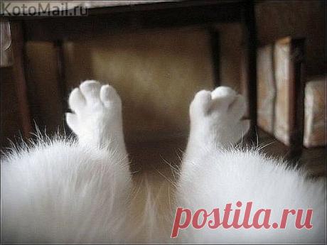 Любимые лапки