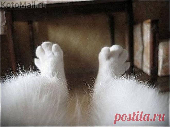 Любимые лапки