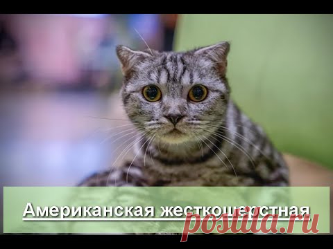 Американская #жесткошерстная #кошка - описание породы - YouTube