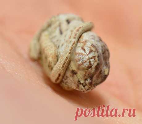 Этот малыш-хамелеон еще не понял, что вылупился из яйца!  #животное #хамелеон #малыш