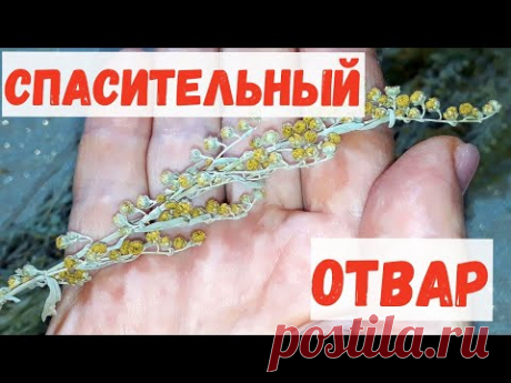 От ПАРАЗИТОВ и ГРИБКОВ, папиллом и бородавок, спасительный отвар, своею горечью ЦЕЛИЛ