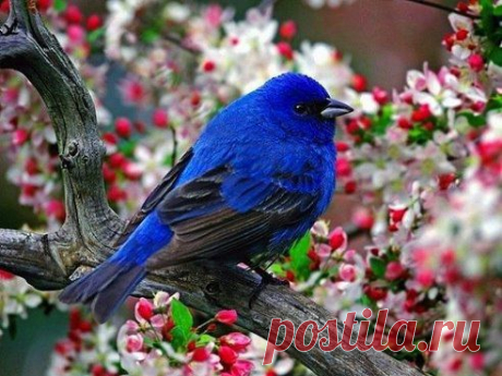 Улыбнись! ) Ты Жив(а), а значит: В С Ё  ХОРОШО! *))) д а р ю тебе птицу    с ч а с т ь я !!! Бери её к себе на страничку! И пусть она ВСЕГДА будет с тобой!!! )))) V
