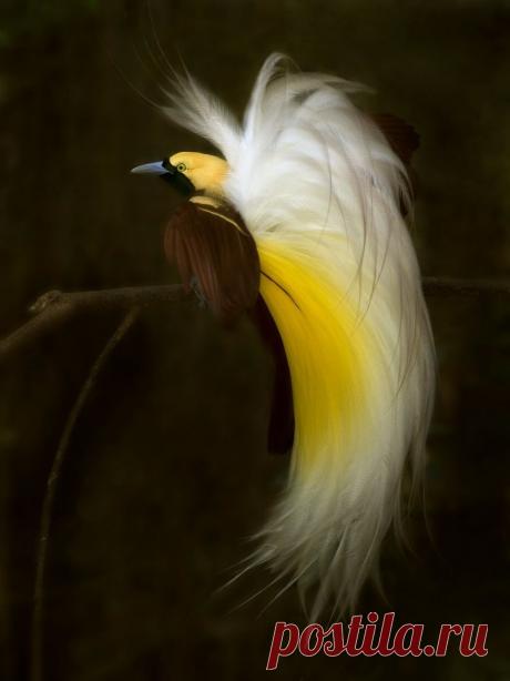 - - Lesser Bird of Paradise - - by SIJANTO NATURE / 500px