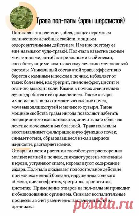 Пол-пала (эрва шерстистая) и заболевания мочеполовой системы