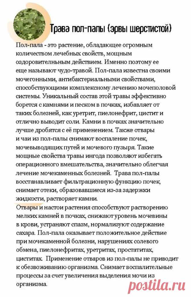 Пол-пала (эрва шерстистая) и заболевания мочеполовой системы
