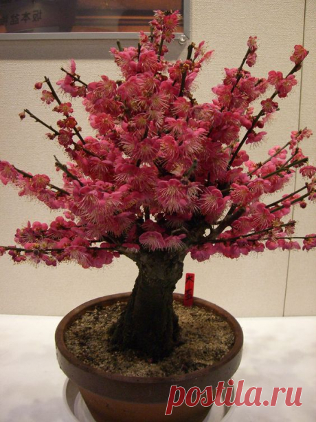 Bonsai… Japanese Apricot.  Flickr - Photo Sharing! из Flickr - Photo Sharing!  |  Pinterest • Всемирный каталог идей