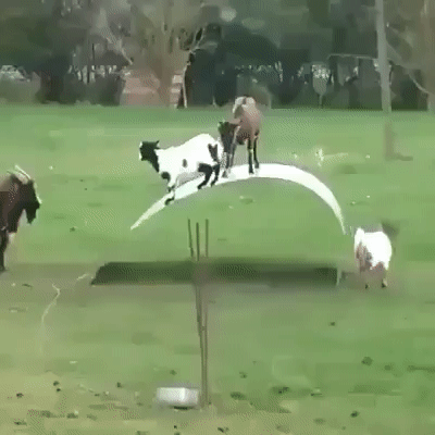 Покатульки