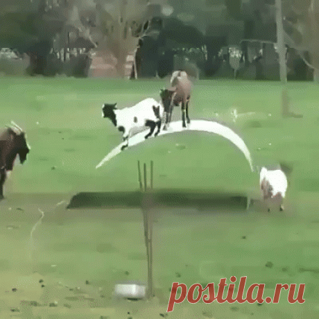 Покатульки