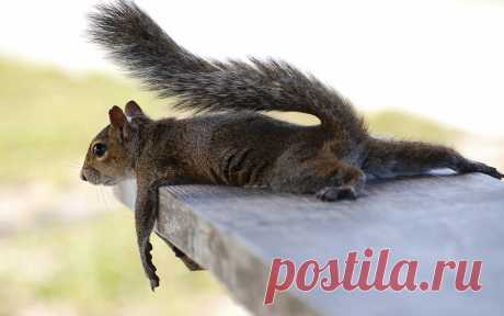 Наблюдательница