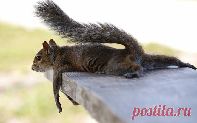 Наблюдательница