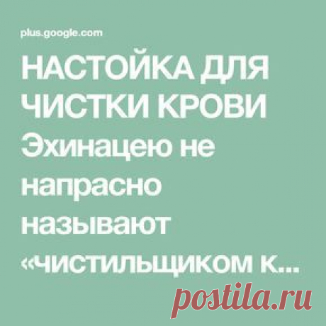 НАСТОЙКА ДЛЯ ЧИСТКИ КРОВИ Эхинацею не напрасно называют «чистильщиком крови»...