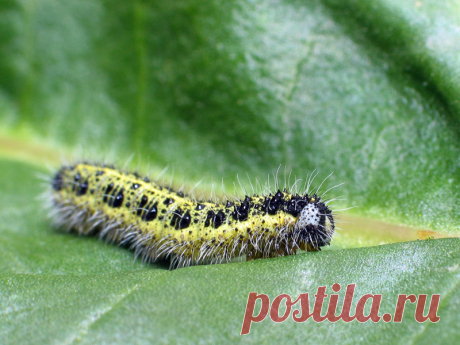 Все вредители огорода и методы борьбы с ними (подробная инструкция) » Женский Мир