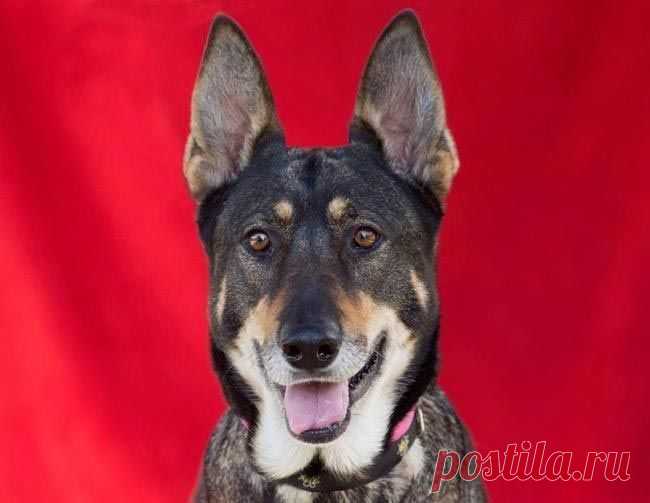 11 причин взять из приюта взрослую собаку вместо щенка / Питомцы