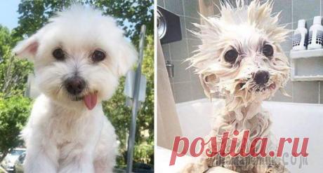 Эти смешные и неуклюжие животные Эти смешные и неуклюжие животные
Даже когда животные падают, гримасничают или попадают в неловкие ситуации, они все равно делают это изящнее и грациознее большинства людей, не так ли?
Лайкните меня!
Г...