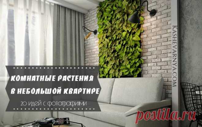 Как красиво разместить растения в небольшой квартире | Кашеварня