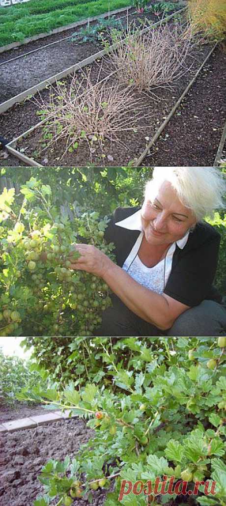 Как ухаживать за крыжовником | Моя любимая дача