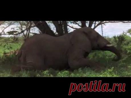 пьяные животные - YouTube