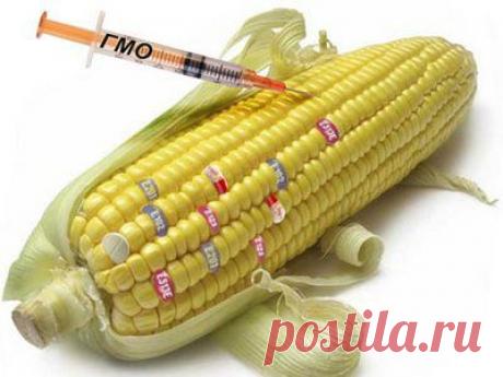 Как определить ГМО. Ирина Ермакова | Велемудр