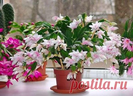 БАСТУЕТ ДЕКАБРИСТ? ОТПРАВЬТЕ ЕГО.... НА КУРОРТ!