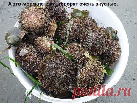 не знаю, не пробовала...