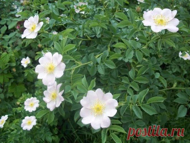 Роза перерождается в шиповник: что делать и почему так вышло | Садовый ёжик Пульс Mail.ru Королева сада капризна. Ей действительно сложно выживать в наших непростых условиях. Может, это и не капризы вовсе, а отчаянная борьба за выживание, что не всегда заканчивается победой красавицы.