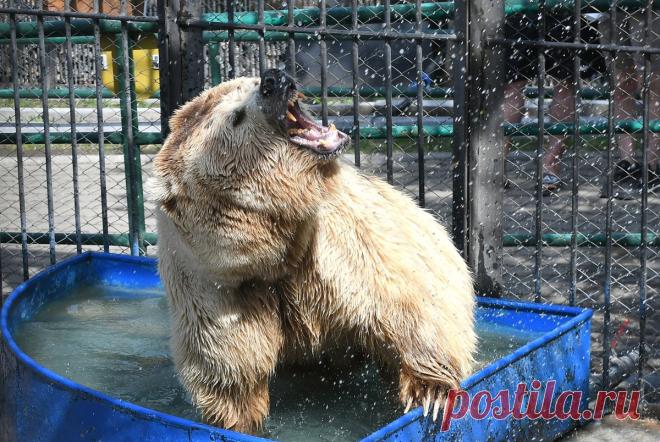 112: в Коми медведь-шатун набросился на бригаду лесозаготовщиков. ЧП произошло в 60 километров от посёлка Троице-Печорское.