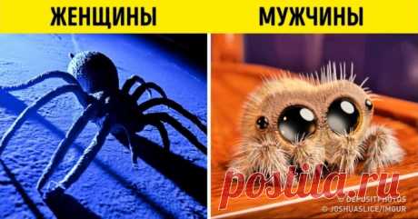 12 примеров, в которых вся суть мужской и женской логики . Милая Я