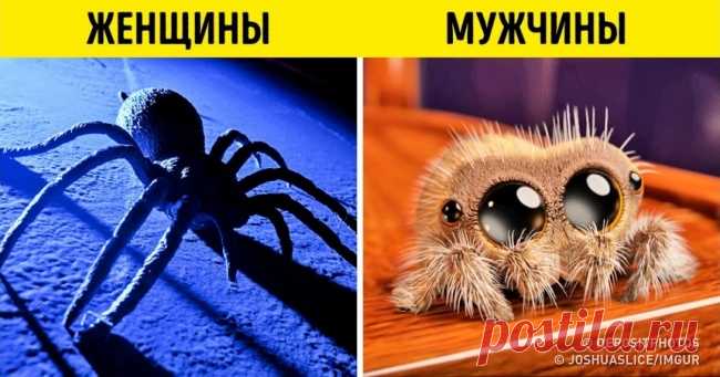 12 примеров, в которых вся суть мужской и женской логики . Милая Я