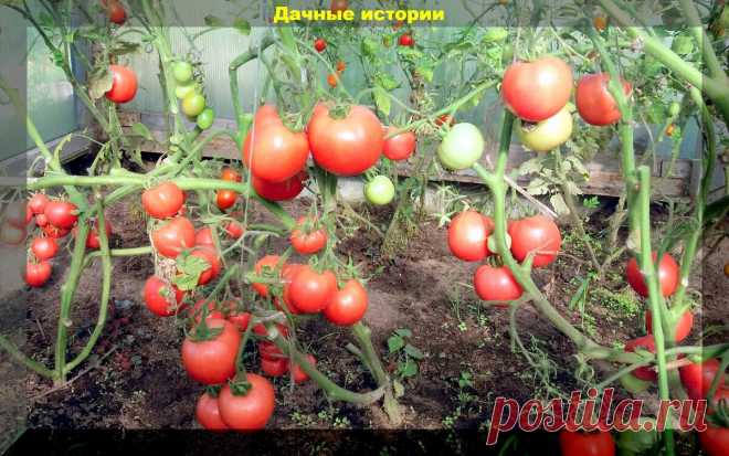 Правильно кормим томаты для быстрого налива кистей и получения крупных и сладких плодов | Дачные истории | Яндекс Дзен