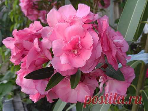 Цветы олеандра.