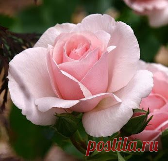 Google+