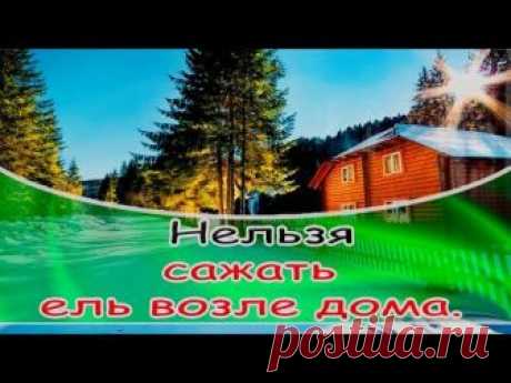 Вот почему нельзя сажать ель возле дома