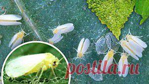 Борьба с белокрылкой в теплицах | Дача - впрок