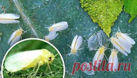 Борьба с белокрылкой в теплицах | Дача - впрок