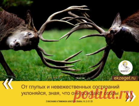 Смысл запрета глупых споров: https://ekzeget.ru/interpretation/2oe-poslanie-k-timofeu-ap-pavla/glava-2/stih-23/feofilakt-bolgarskij-blazennyj/