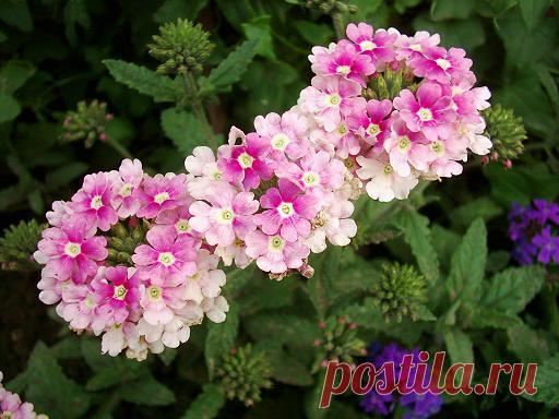 Ответы Mail.ru: что такое вербена???