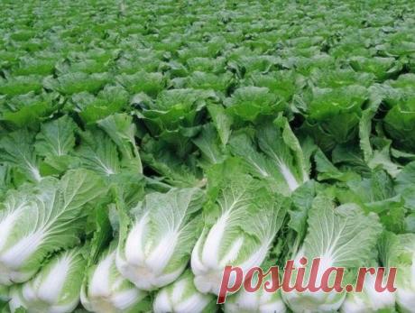 Пекинская капуста – польза и полезные свойства.