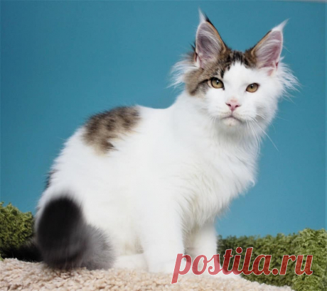 Maine coon WORLD | Facebook