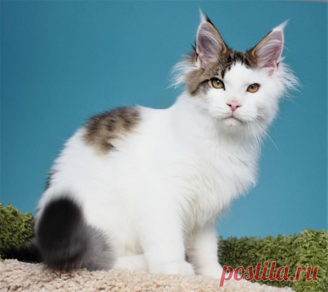 Maine coon WORLD | Facebook