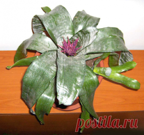 Эхмея - Все о комнатных растениях на flowersweb.info