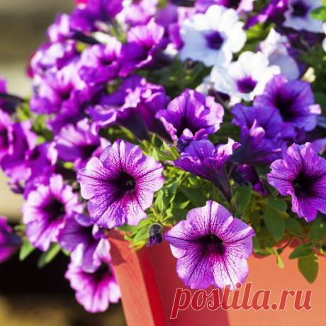 ПРЕВРАЩАЕМ ОДНОЛЕТНИЕ ПЕТУНИИ В МНОГОЛЕТНИКИ
Осенью так жаль расставаться с роскошными красавицами-петуниями. Но оказывается, совсем не сложно не только продлить цветение любимых однолетников, но и сохранить их в доме до следующего сезона...https://outdoor.usadbaonline.ru/ru/2014mar/grow/3338