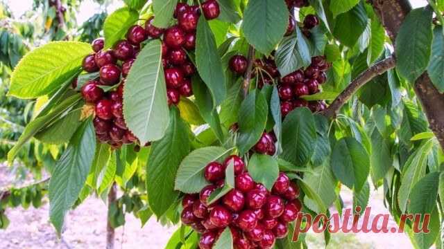 Польза и вред черешни для организма человека | 6 соток
