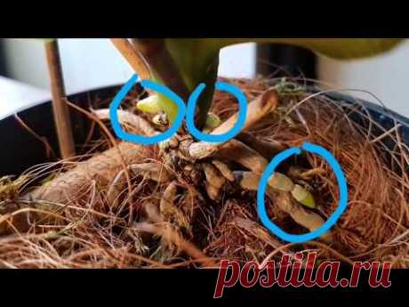 Можно ли &quot;выманить&quot; корни орхидеи таким способом?