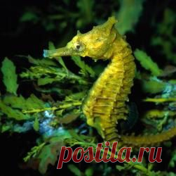 Морской конек довгорилий