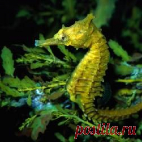 Морской конек довгорилий