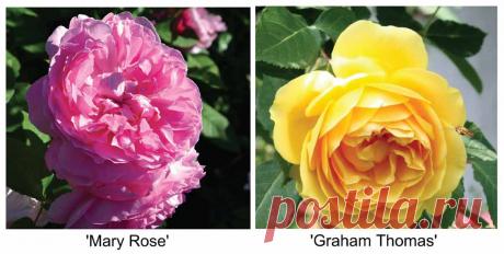 Сорта английской розы для наших садов с фото, названиями и описанием